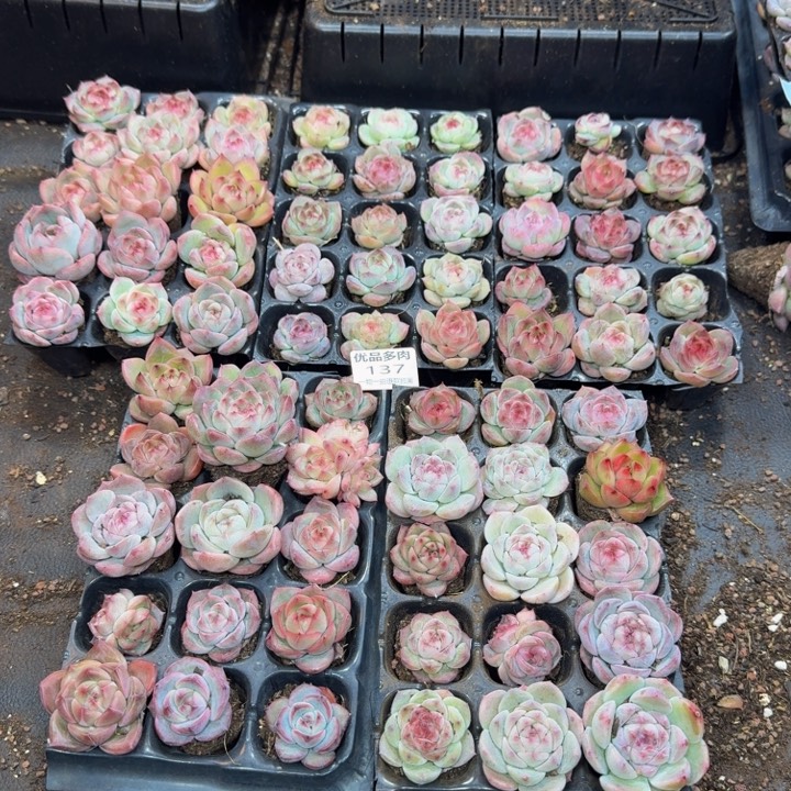 137多肉植物一物一拍链接