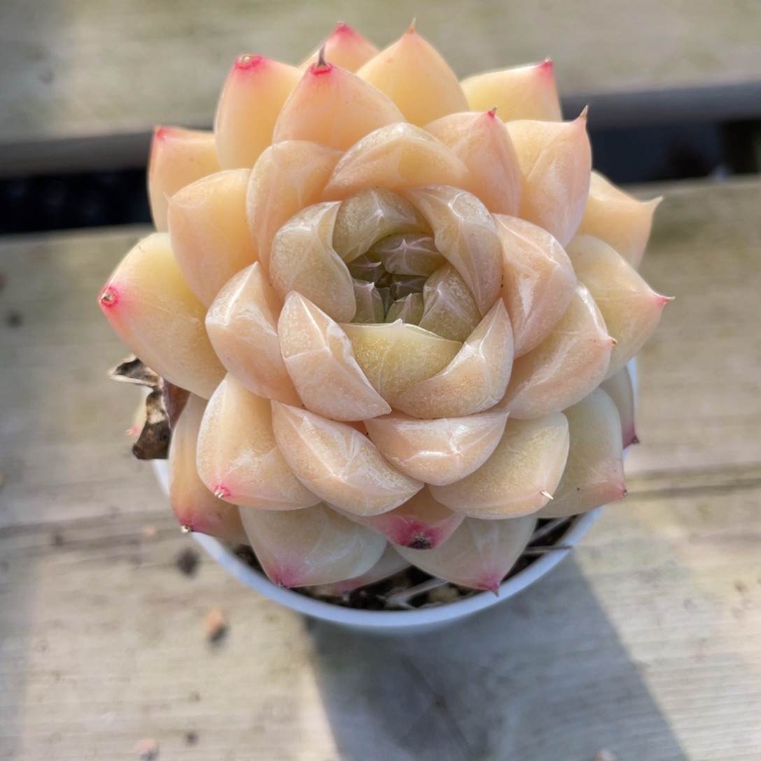 优选奶油蛋糕女王多肉爆崽1320