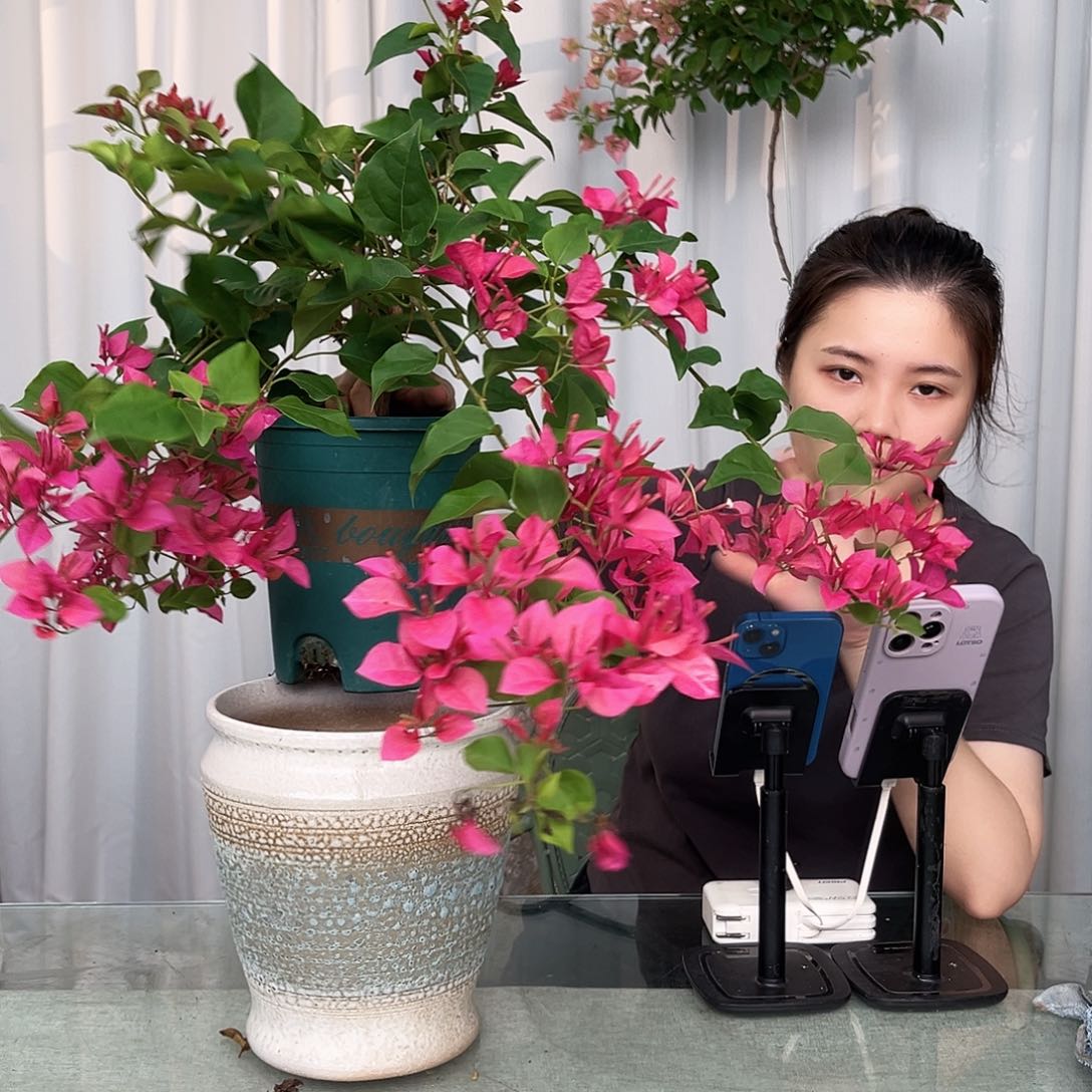 当前无花栽培后可以开花甜心中一颗