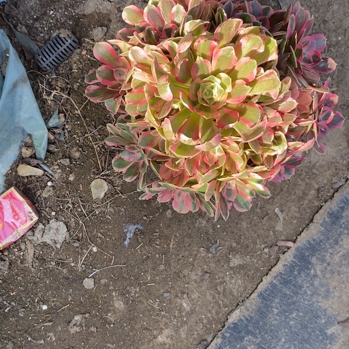 邀月132多肉植物法师法师