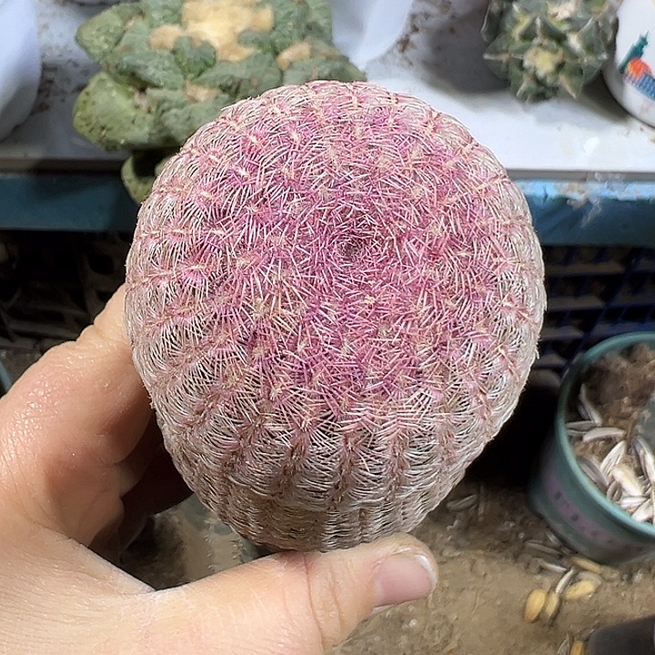 红太阳304仙人球开花