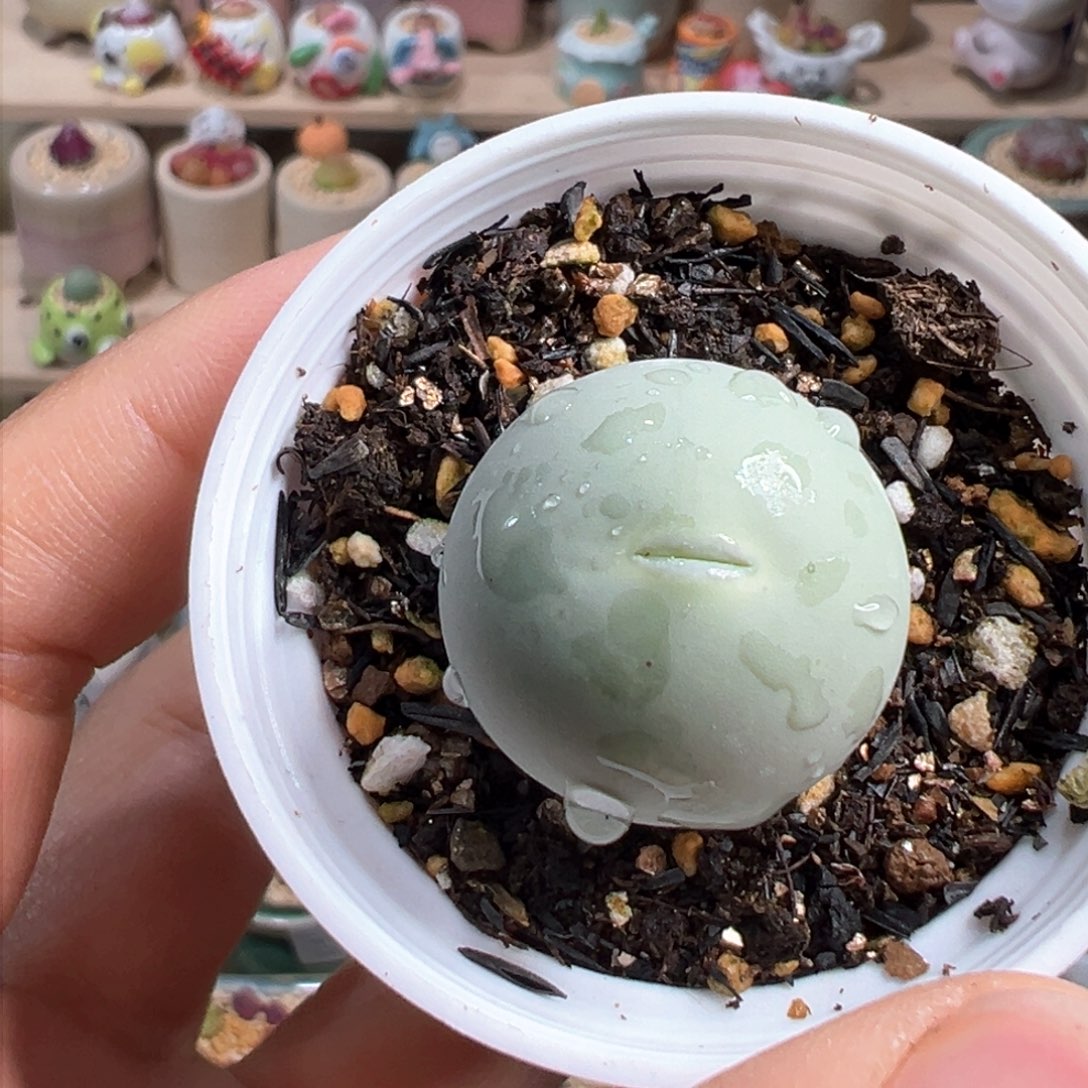 多肉植物189号鸽子蛋