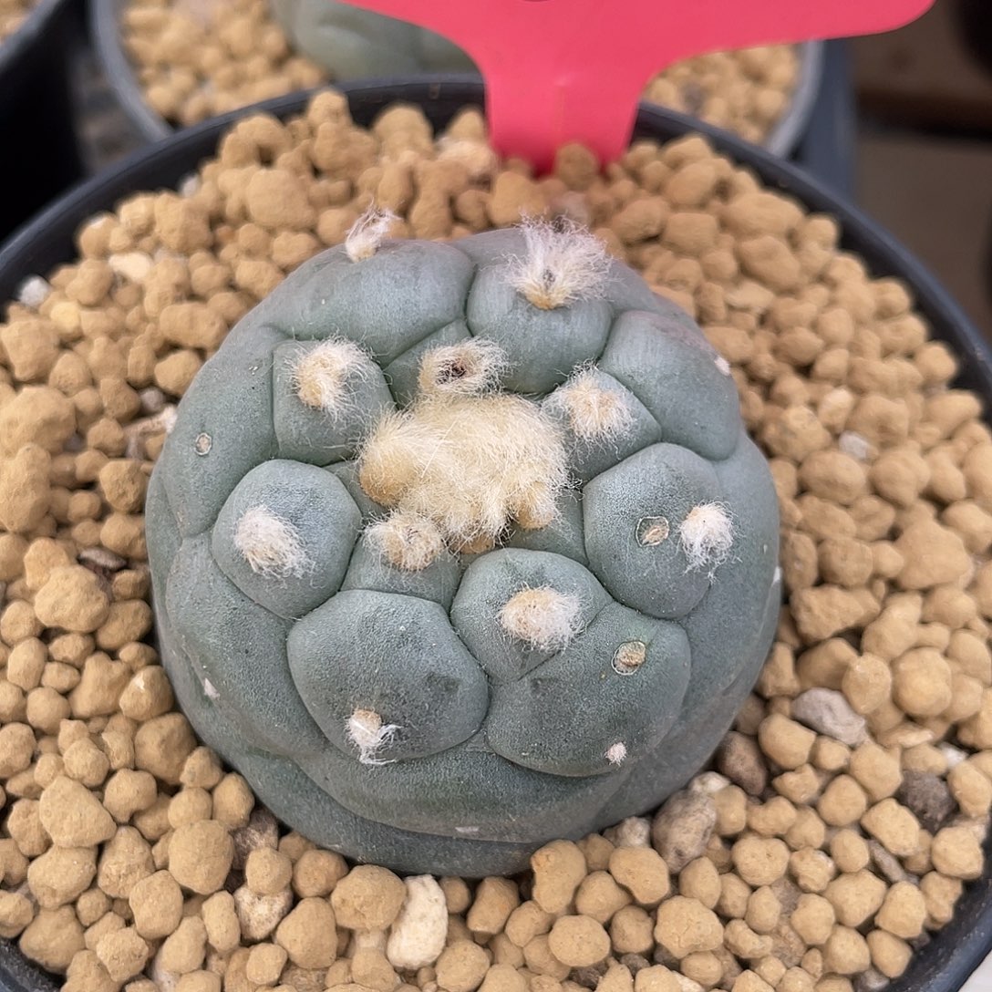 仙人球无刺草球实生5.3厘米微瑕编号6