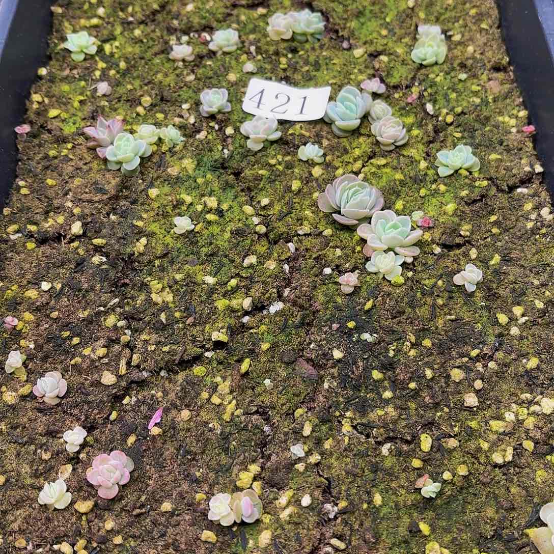 多肉植物多肉植物421