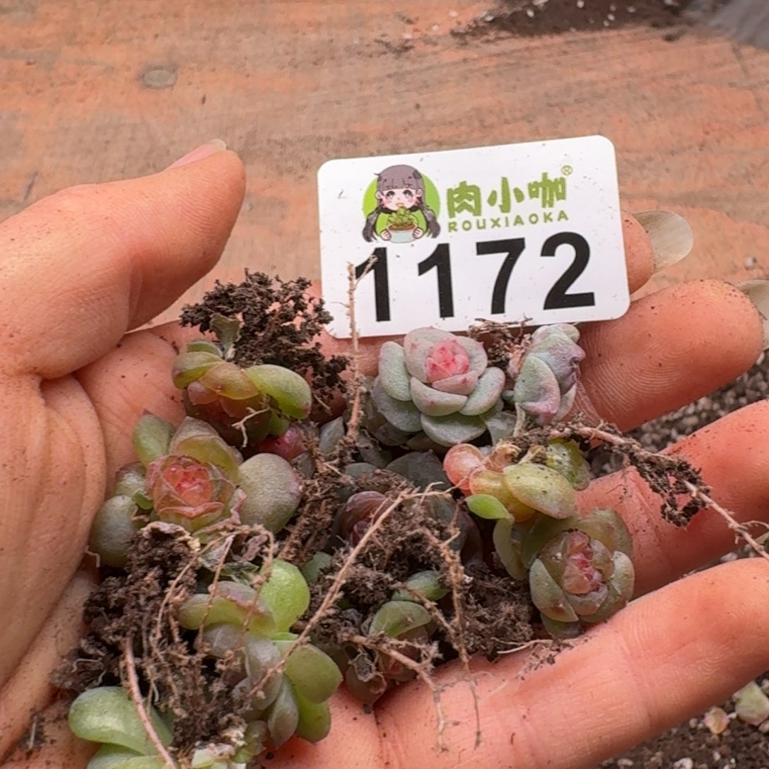 蓝***️多肉植物多肉植物