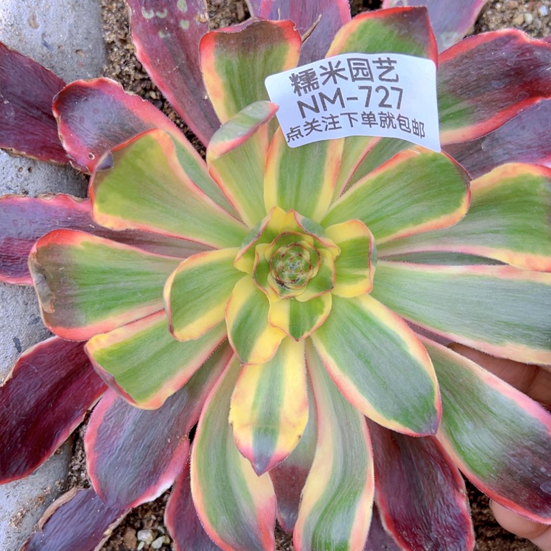 阿波罗多肉植物727