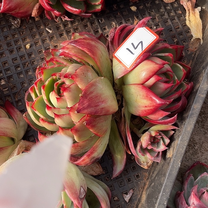 汤***猪13///////////////