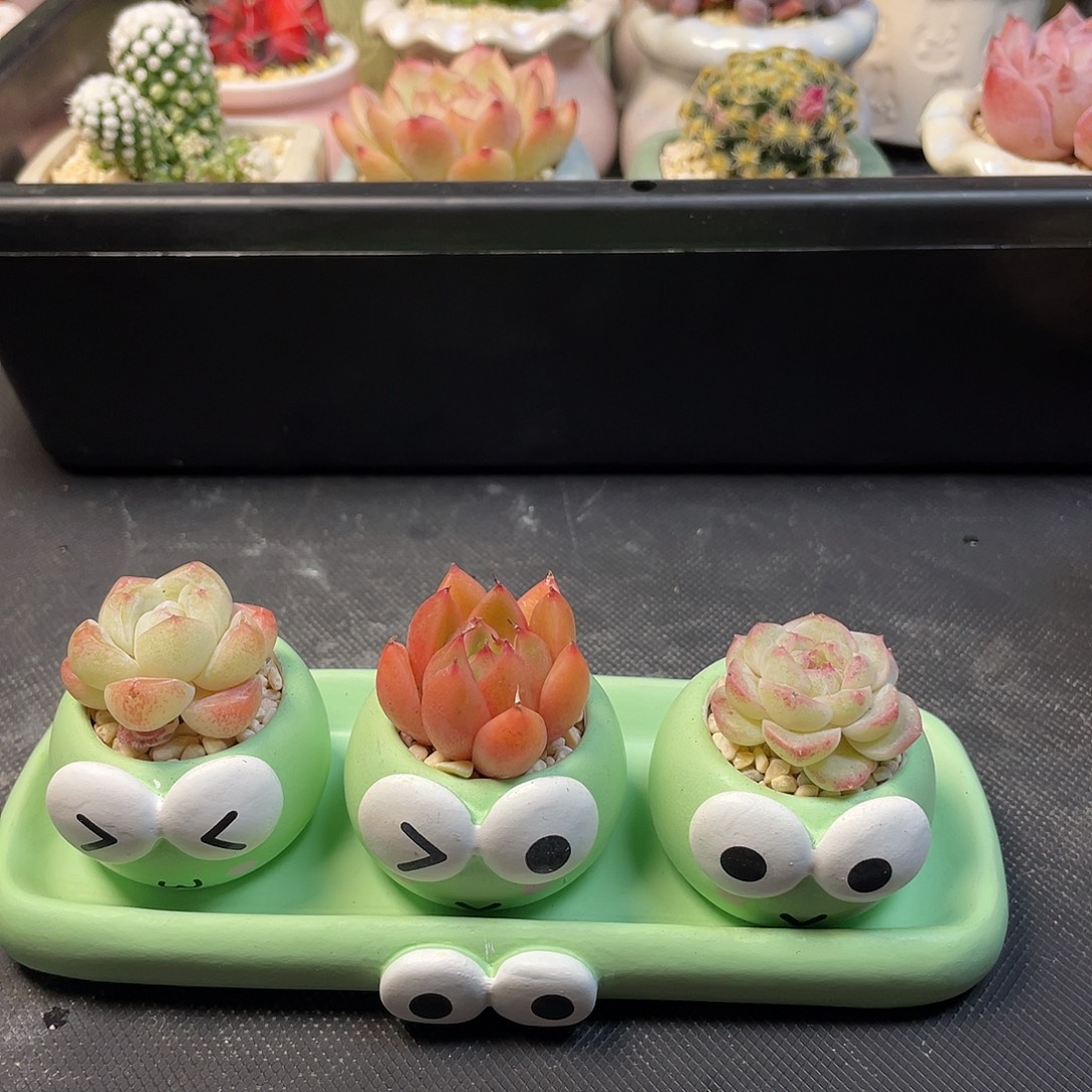 大眼蛙三件套一物一拍