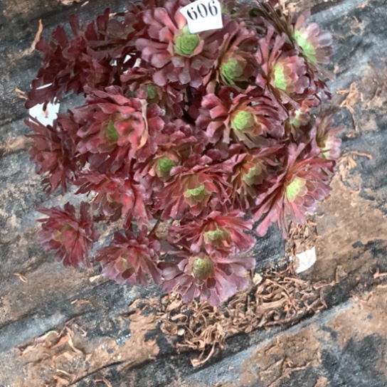 多肉植物606多肉