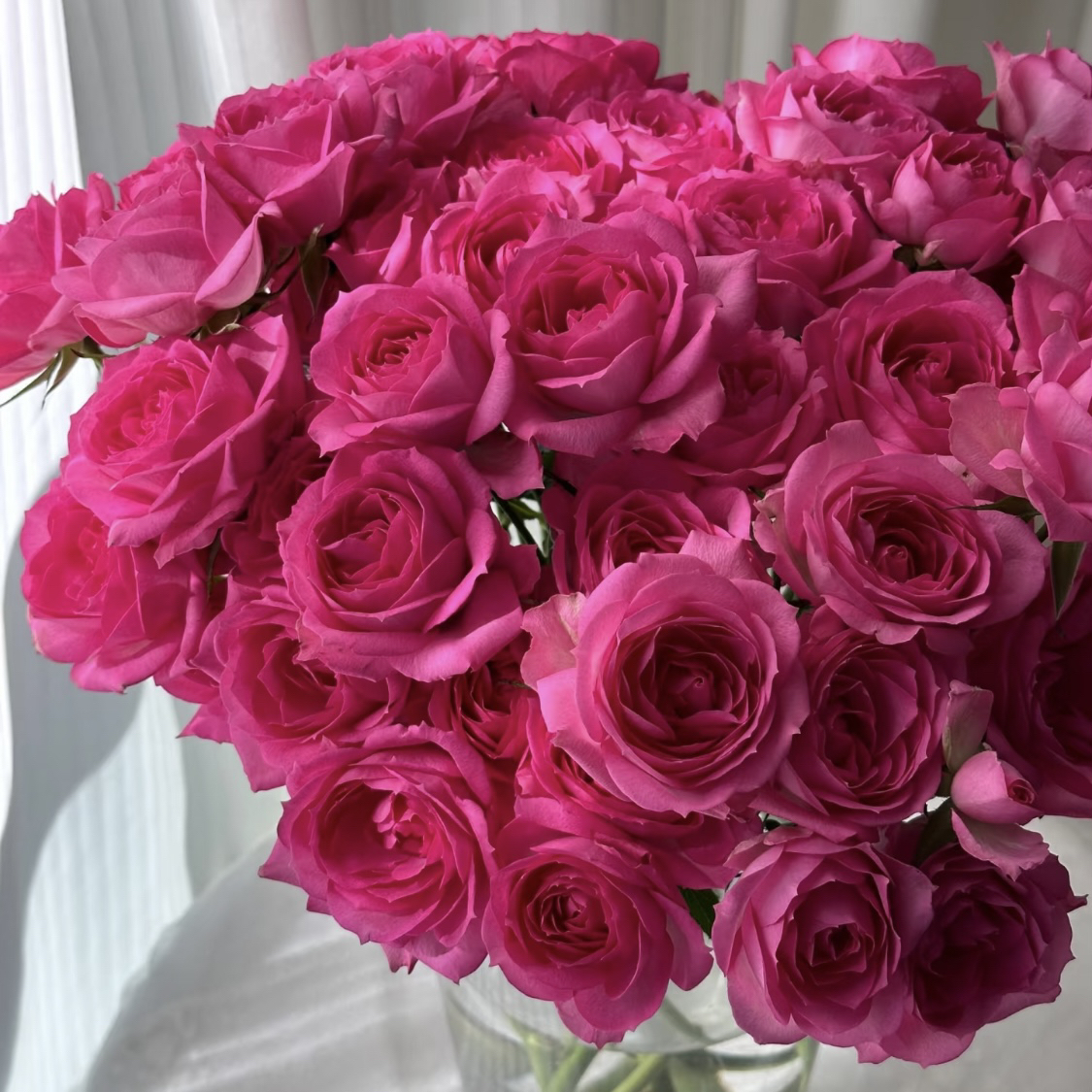 两单包邮！粉莲花玫瑰10支（20%不售后）