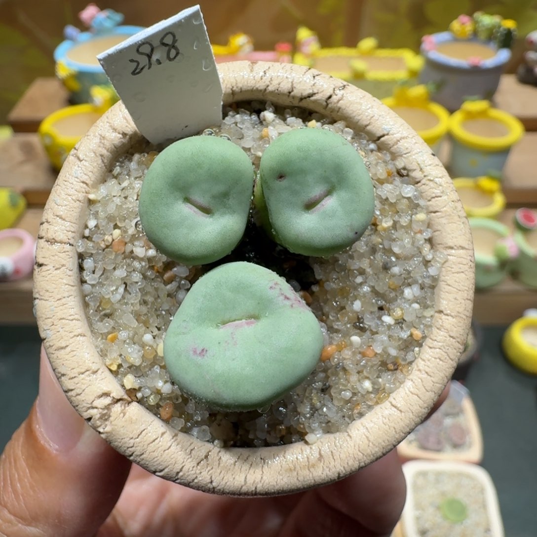 蘑菇1131红嘴多肉植物