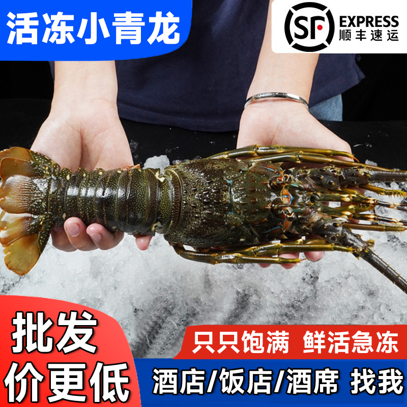 小青龙鲜活急冻红龙超大肉多鲜活冷冻新鲜青龙虾活冻奥龙澳洲龙虾