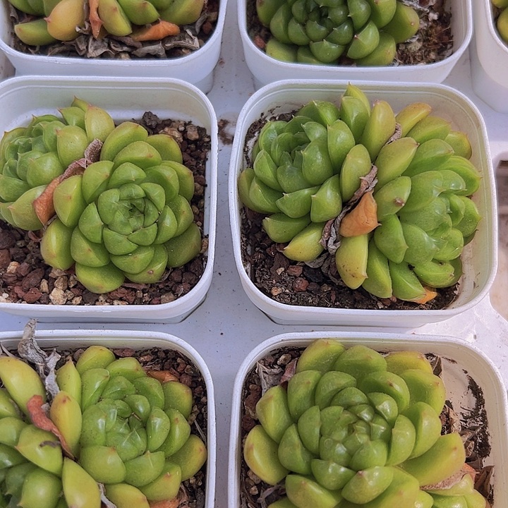 双头莱拉珍妮19包邮