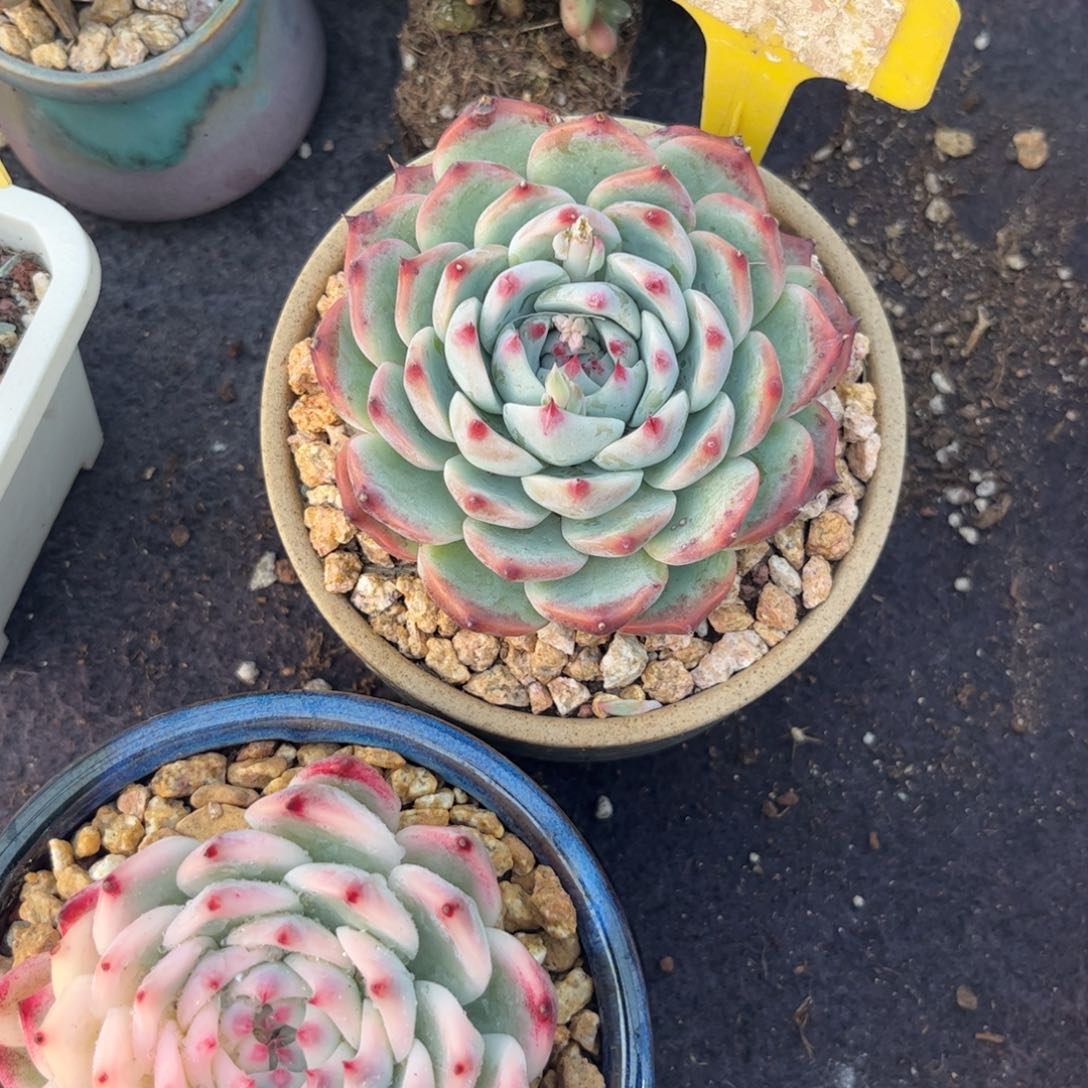 鱼*溪多肉植物11111吉娃娃