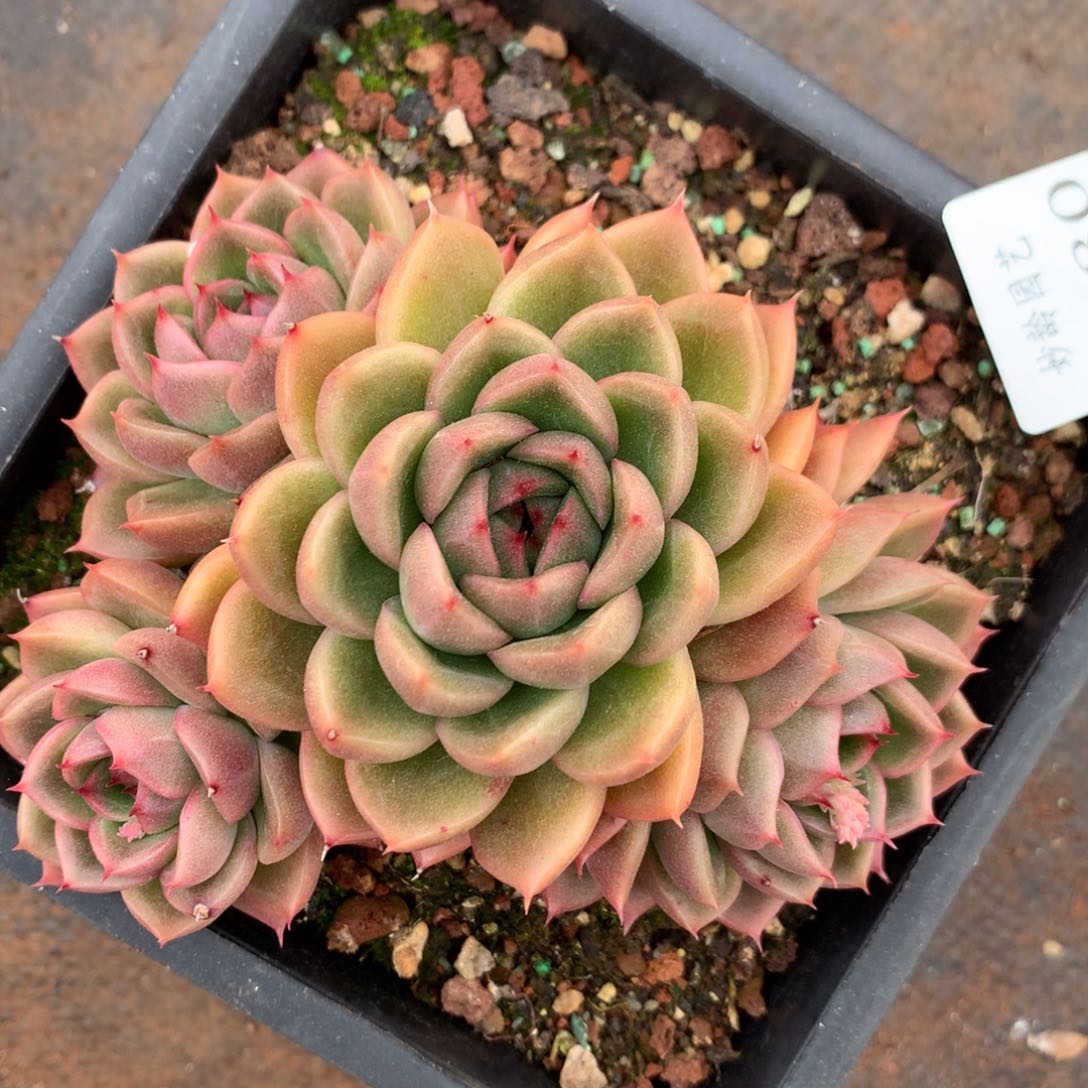 2430杂交精品基地11厘米