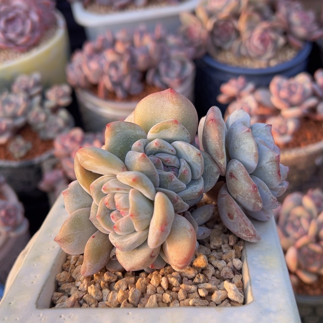 新年快乐 新年快乐