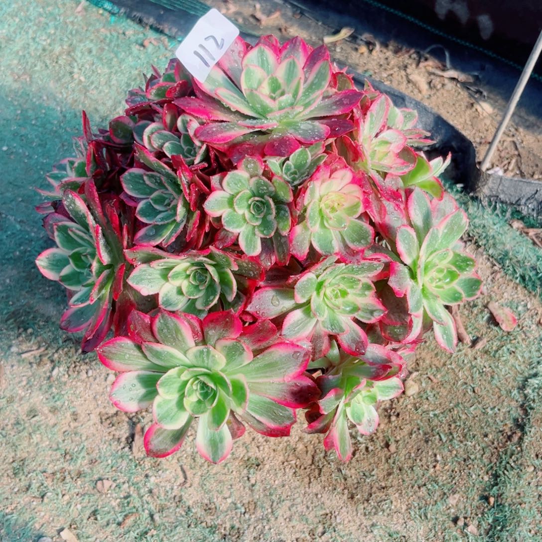 112云荷法师多肉植物