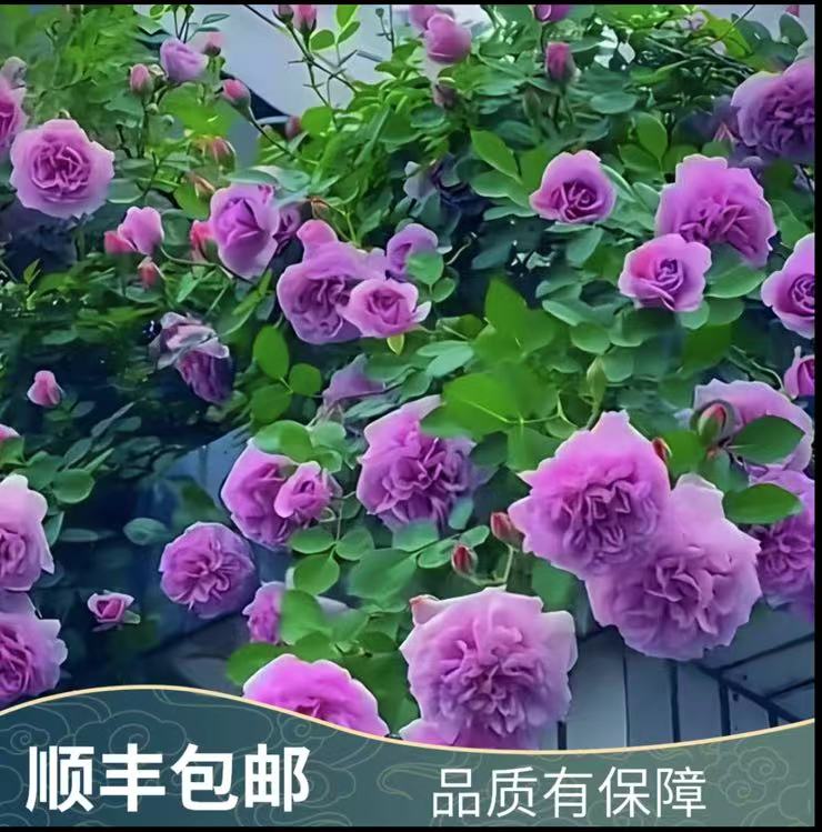 蓝色阴雨1.2-1.5米 藤本月季花苗大花浓香型四季开爬藤盆栽绿植