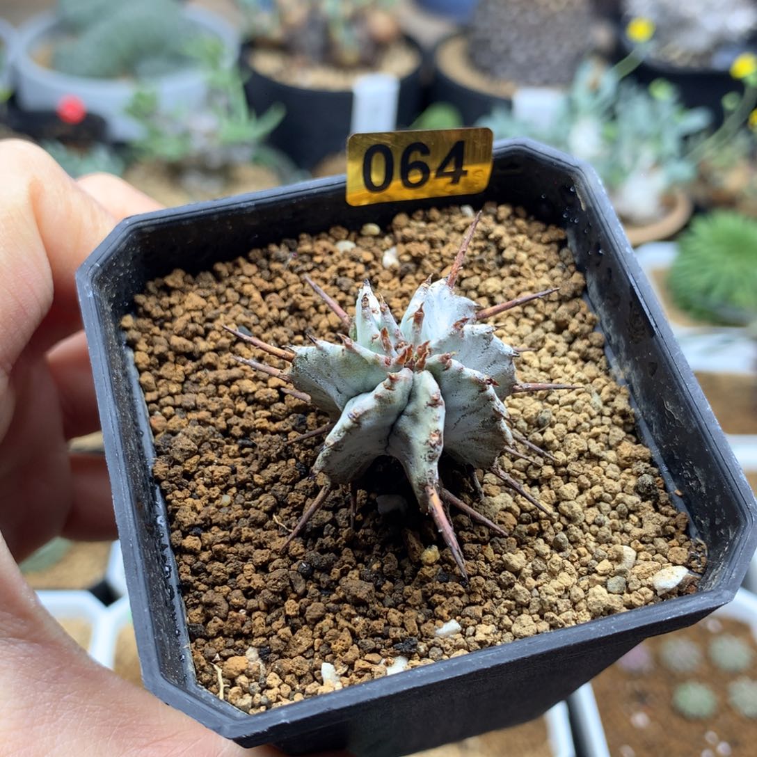 关上白衣魁伟玉侧芽脱土