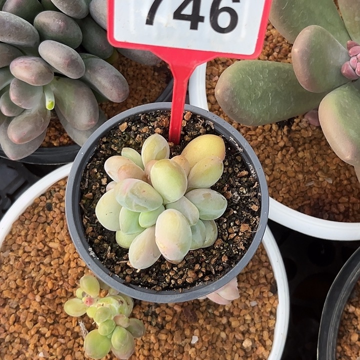 多肉植物胖体x系746