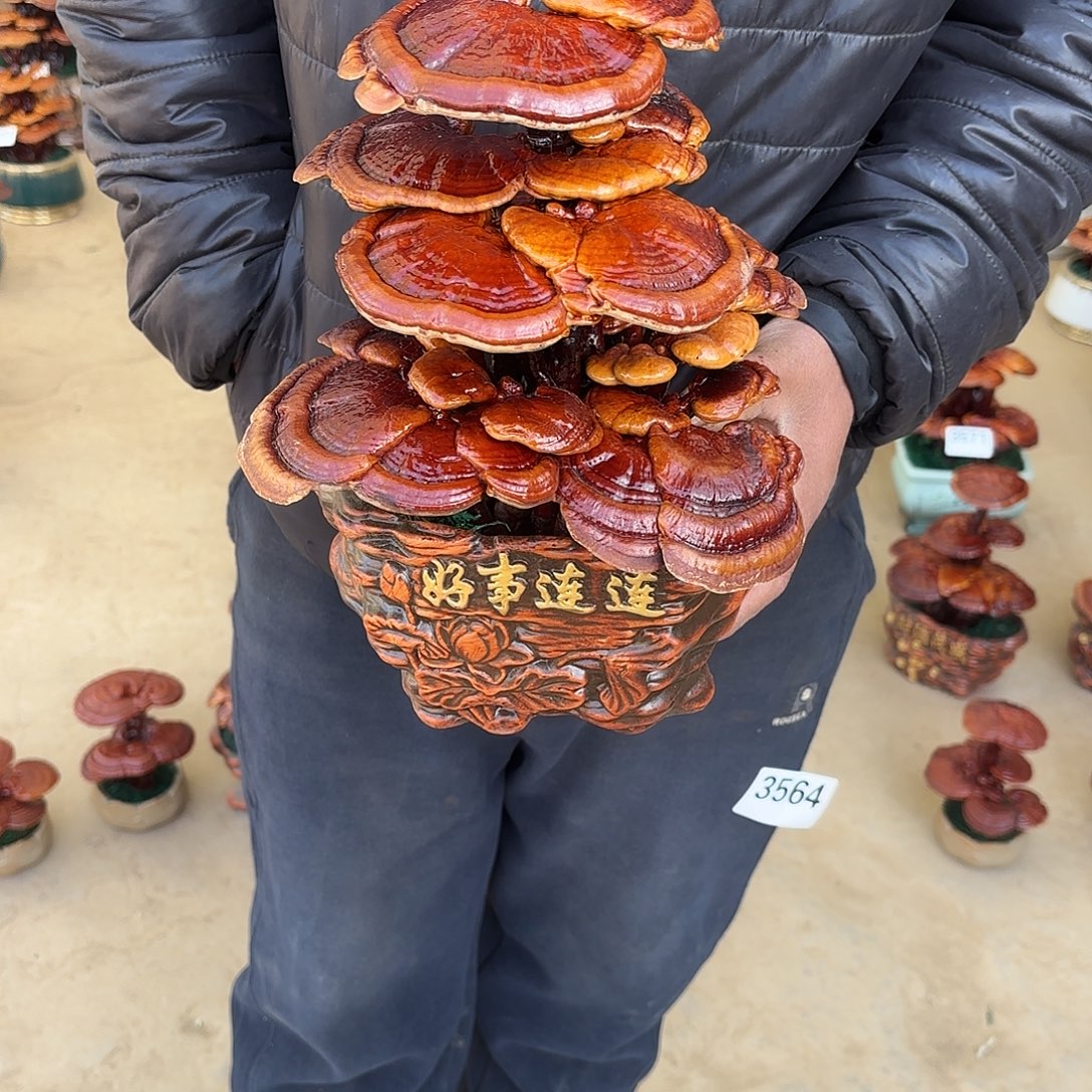 无花朵灵芝是我国著名植物