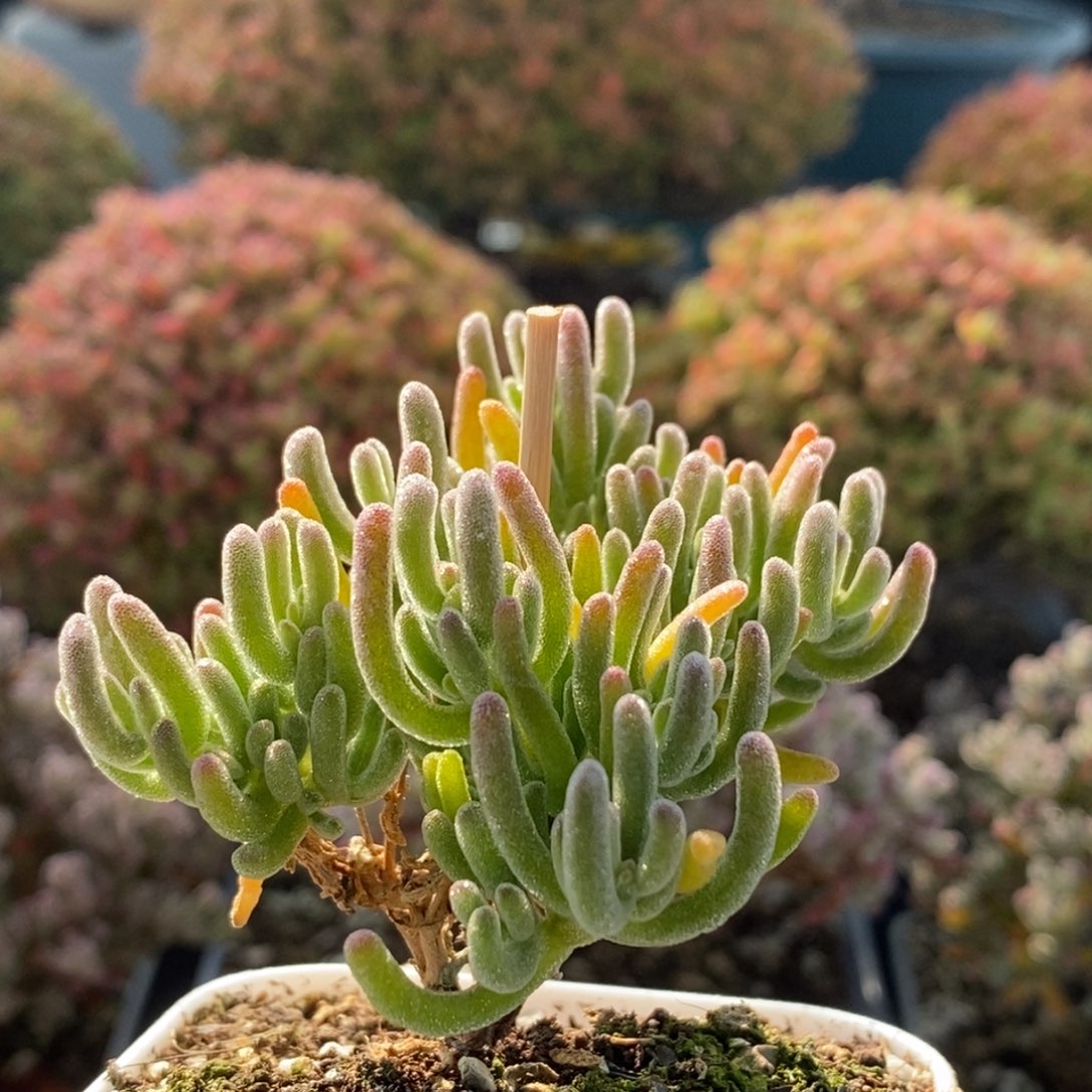 白霜3769枝干番杏