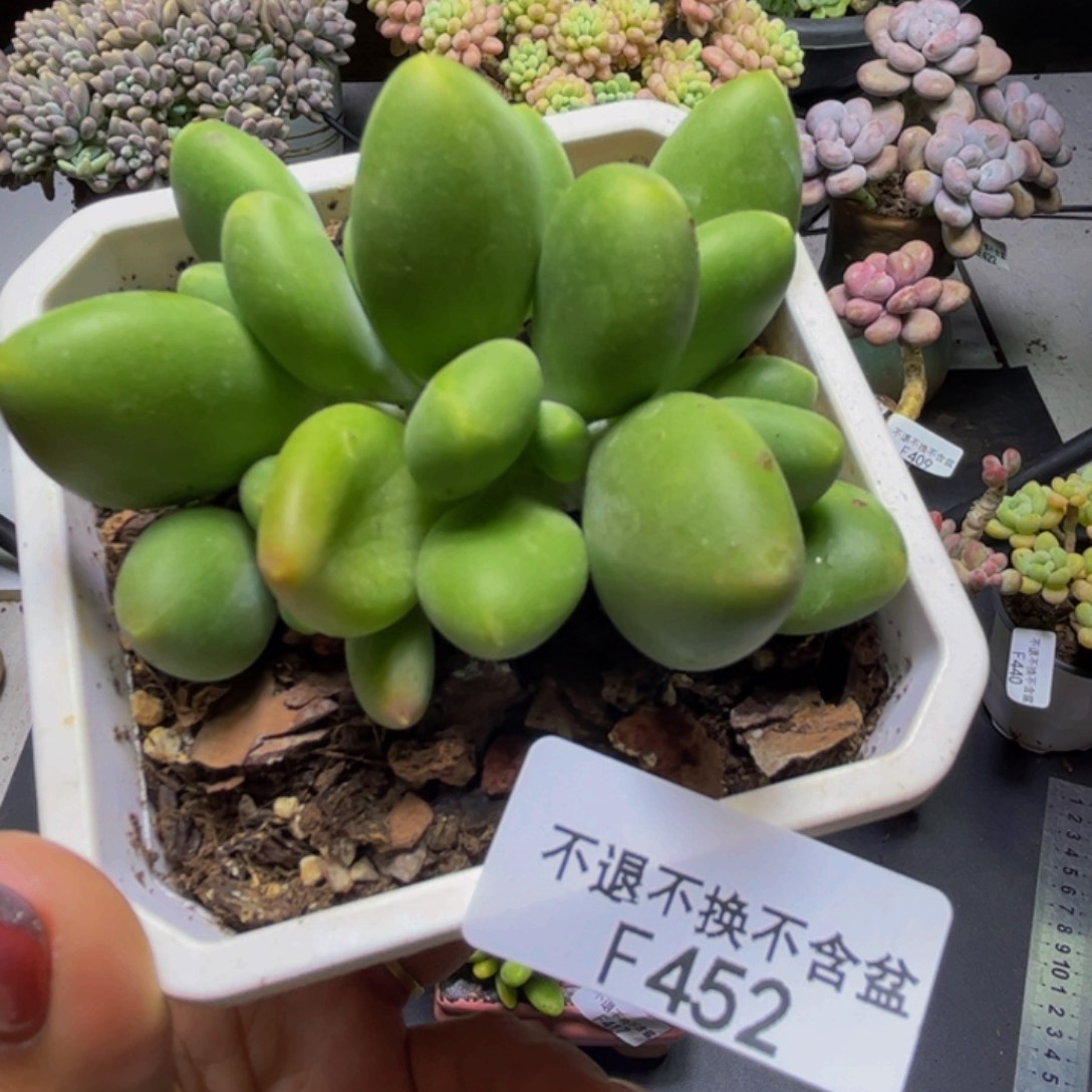 芒果奶酪452/7cm多肉