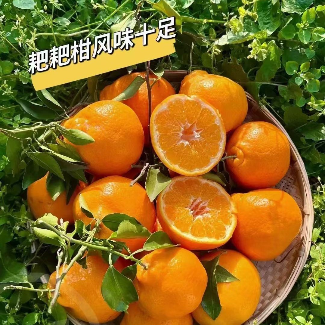 甜爆王当季新鲜水果耙耙柑3斤装四川省