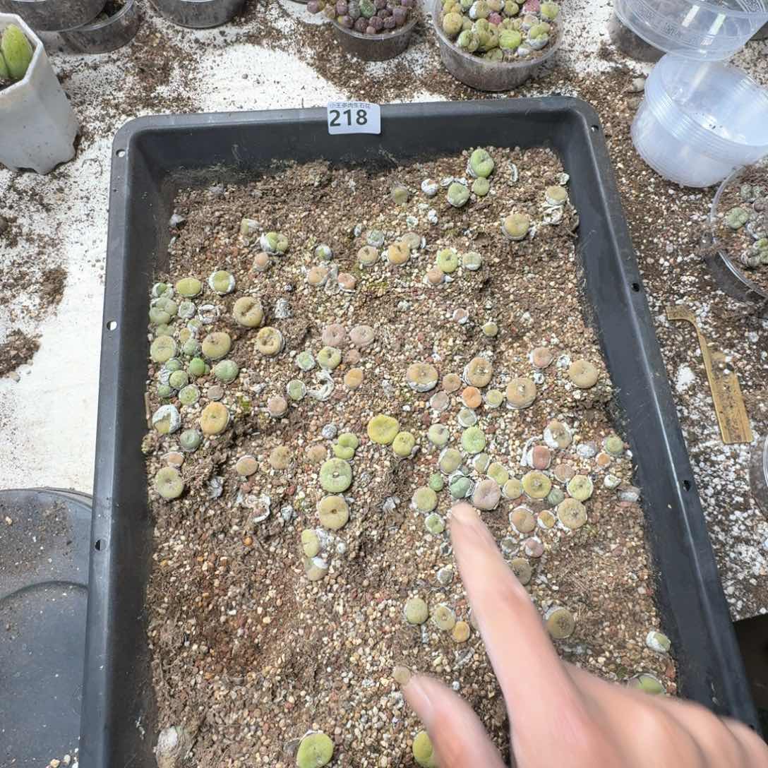 218。脱土发货。空卡