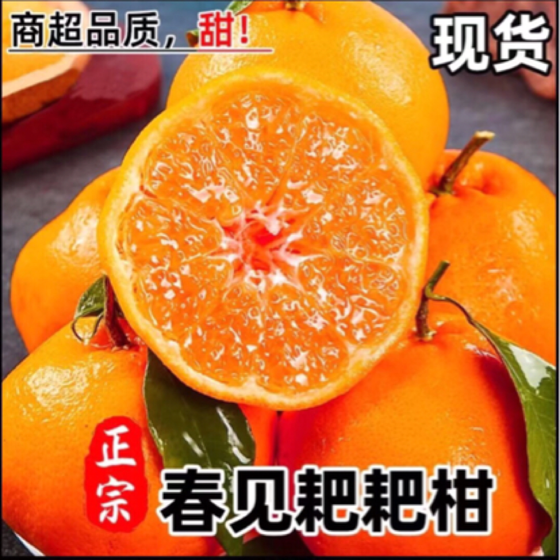 【开播福利】正宗四川春见耙耙柑 新鲜下树 现摘现发 饱满多汁
