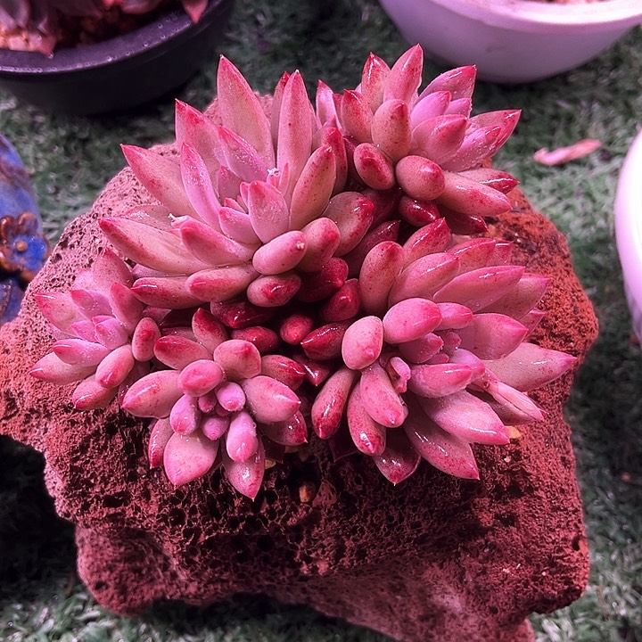 我是第一百个申请我的小