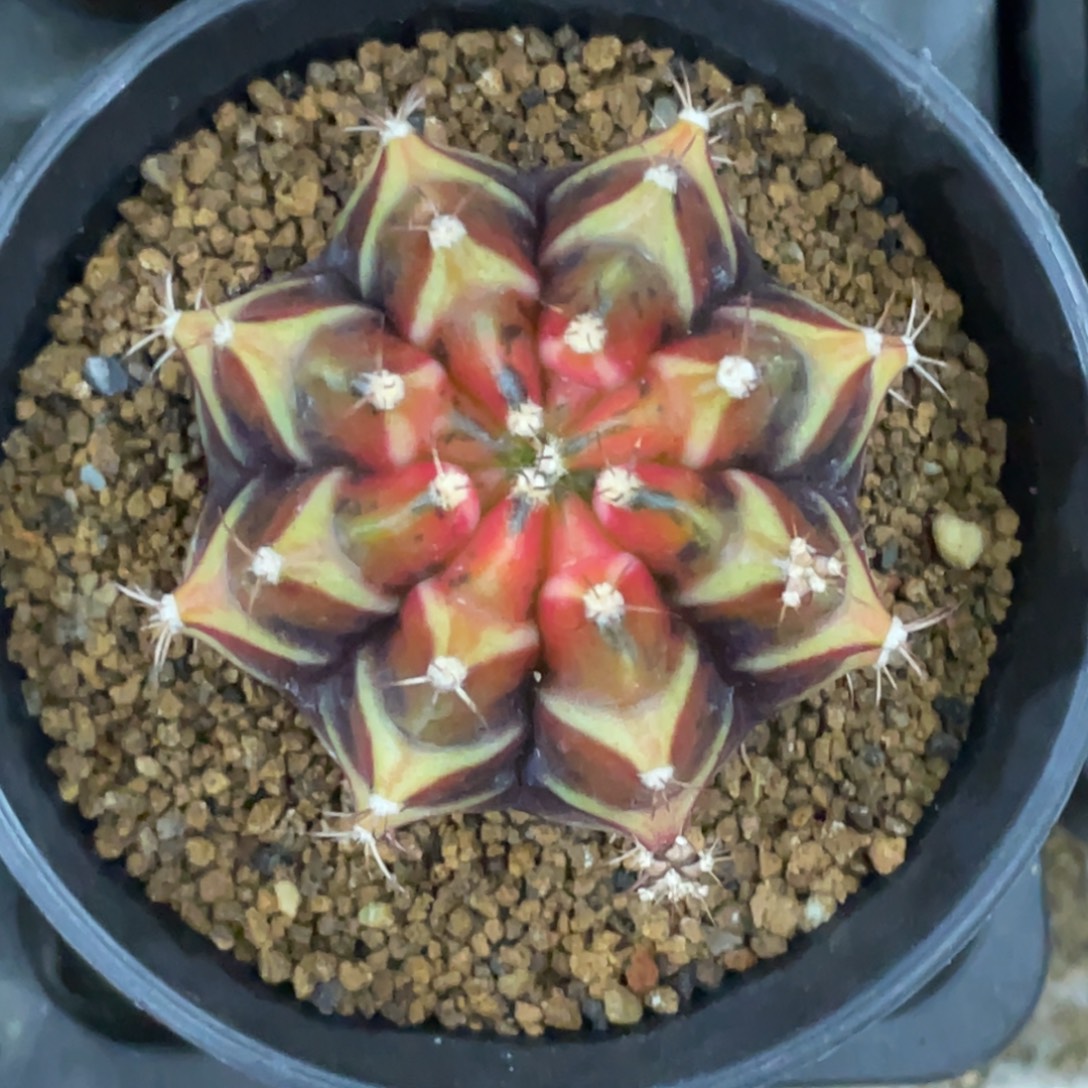 当前无花朵，栽培后可花朵乌贼B