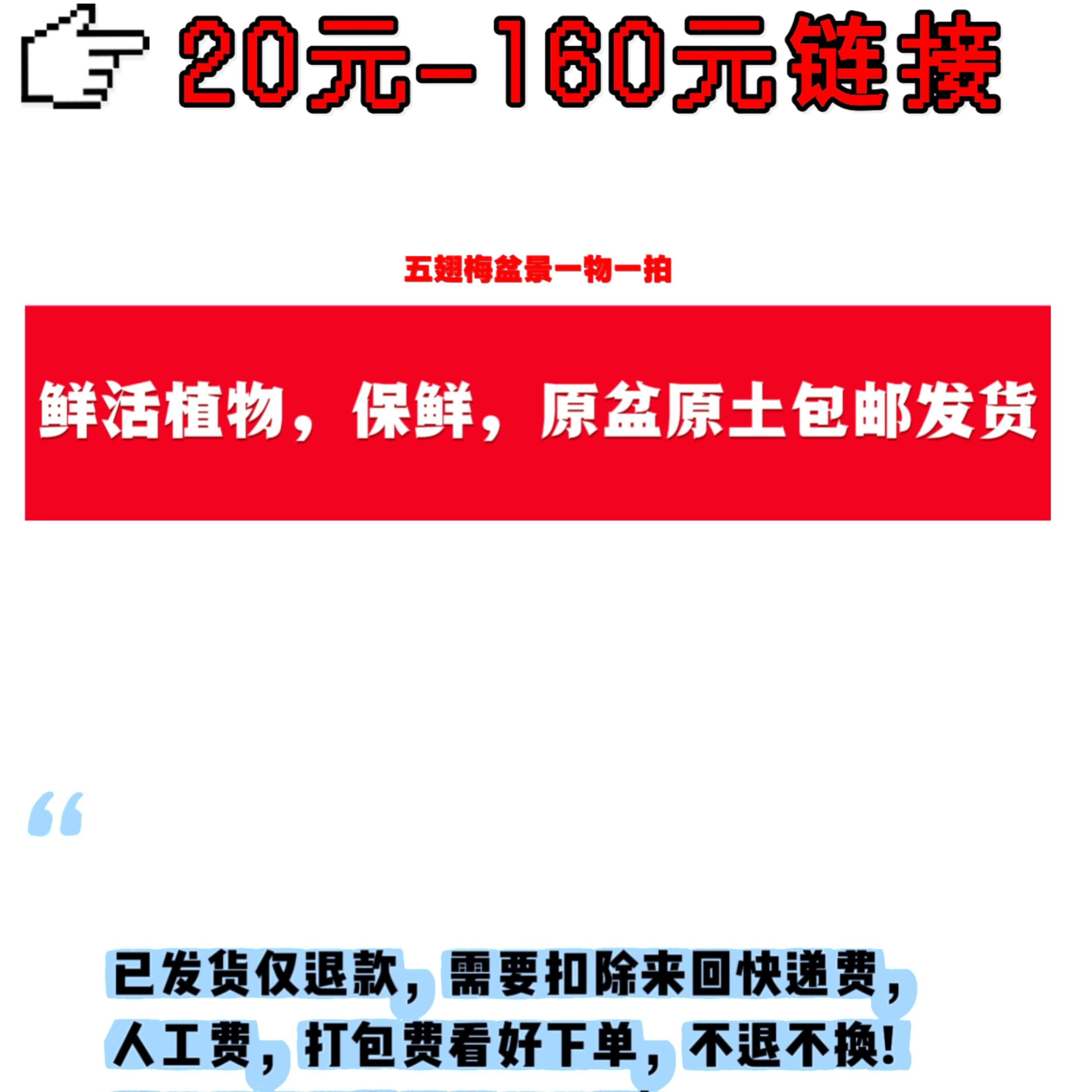 五翅梅吊金钟树萝卜云南网红特色植物盆景（一物一拍）