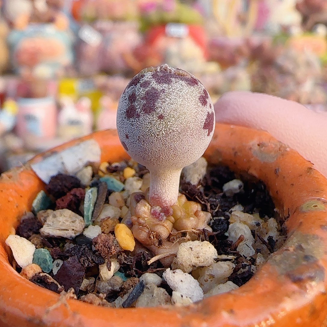 L达摩白丸 盆口3cm