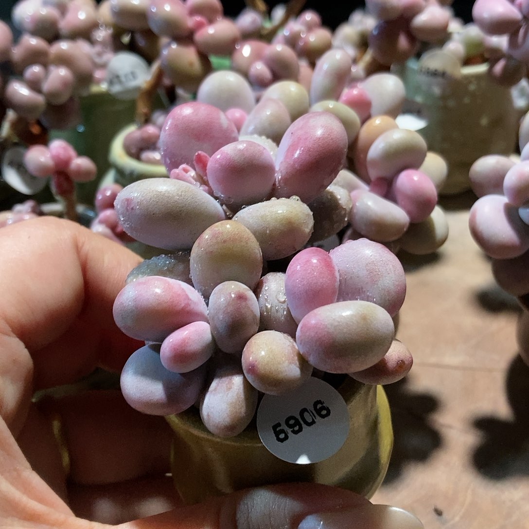 5906腮红腰子蛋带盆土