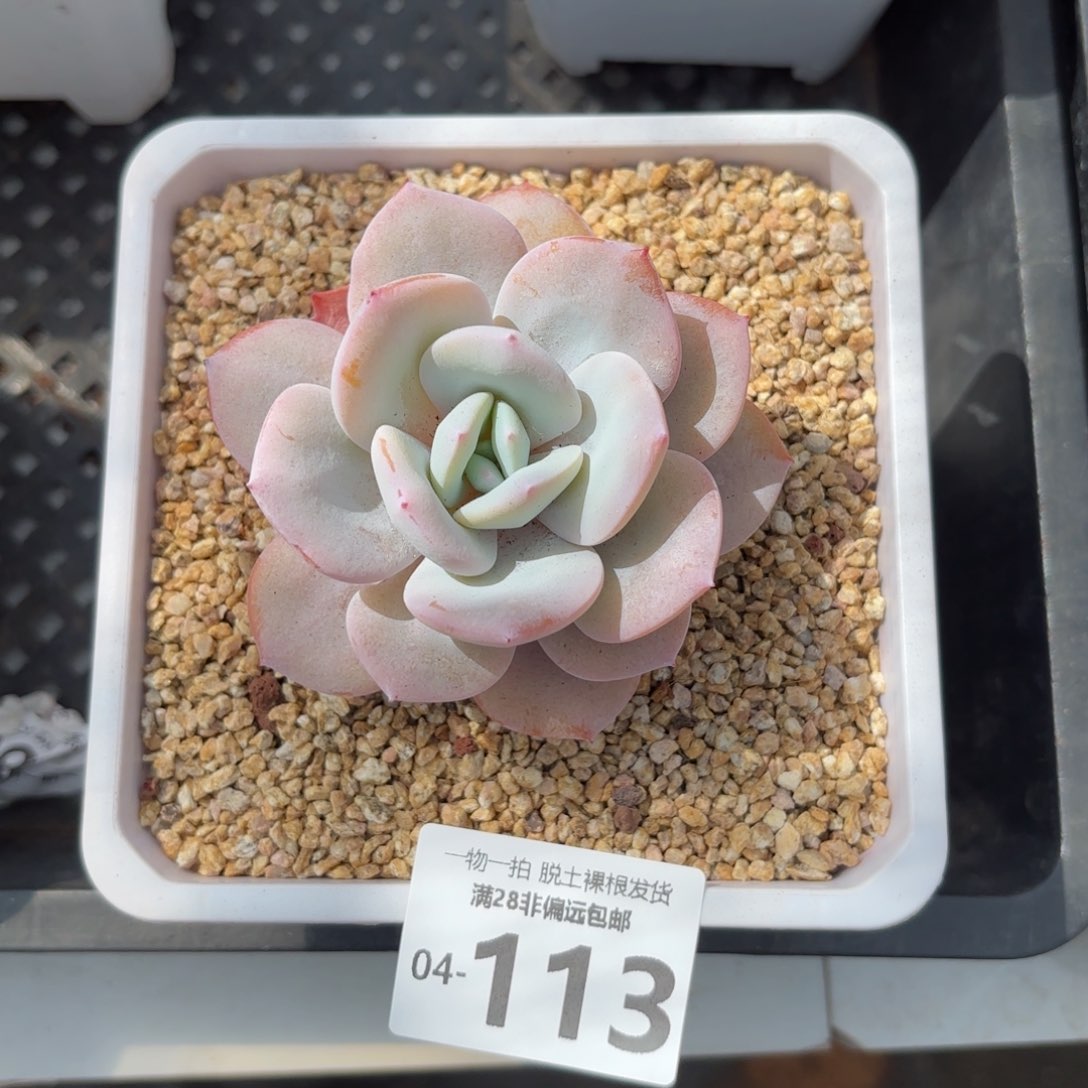 奶茶多肉多肉多肉多肉