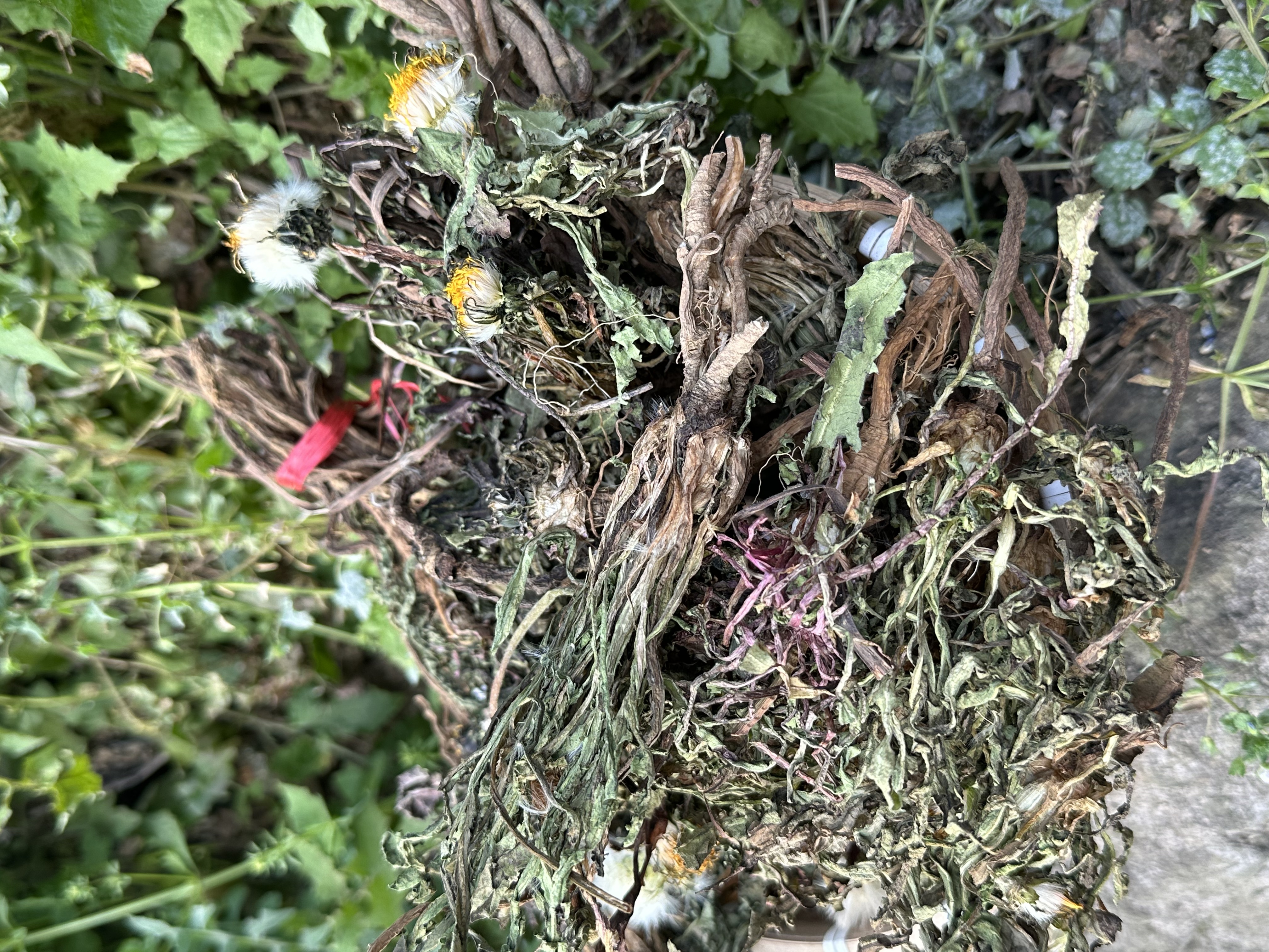 [蒲公英]深山野蒲公英