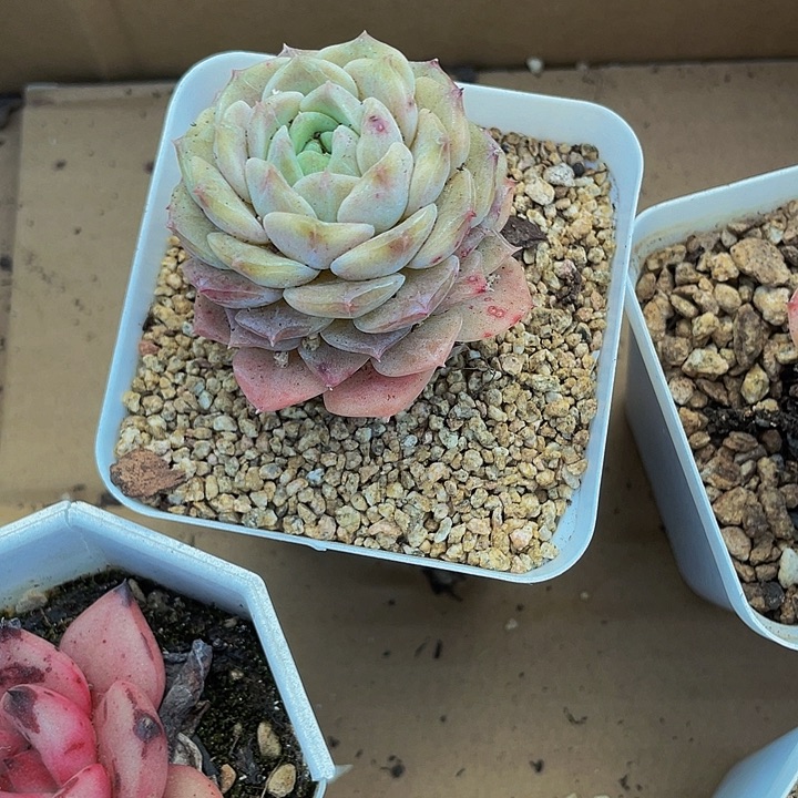 7个大绿神奇带盆