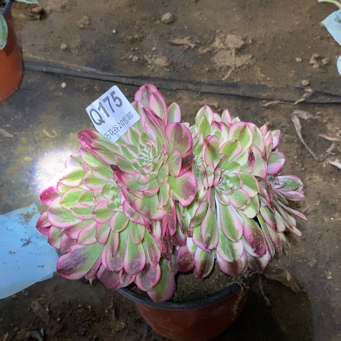 175倾城缀多肉植物