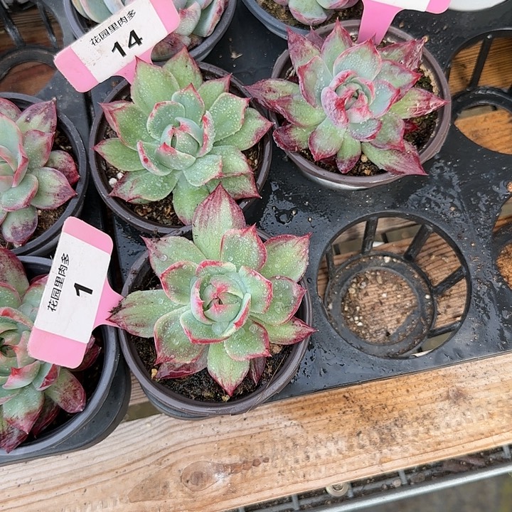 雁***飞14、47、1 惊鸿仙子多肉植物6-9cm