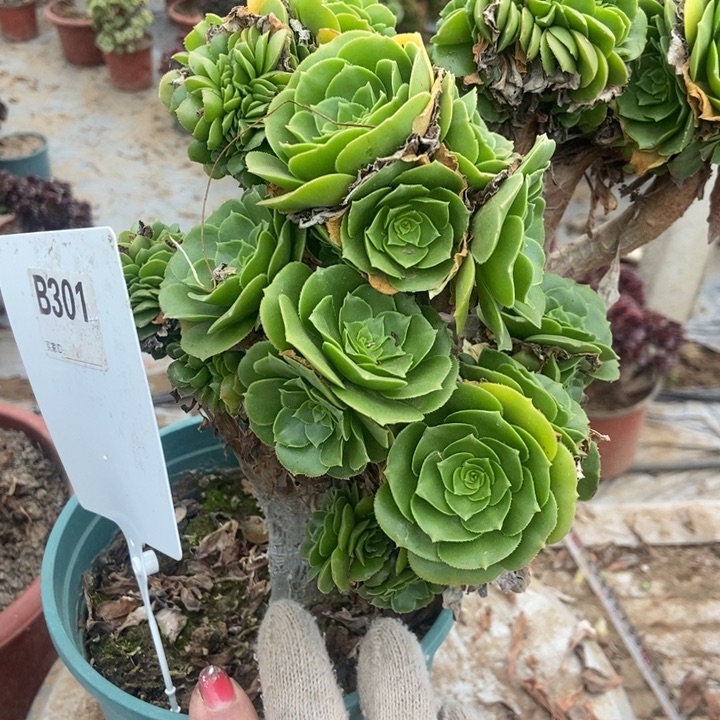 爱***姐B301绿羊蓉缀化老庄