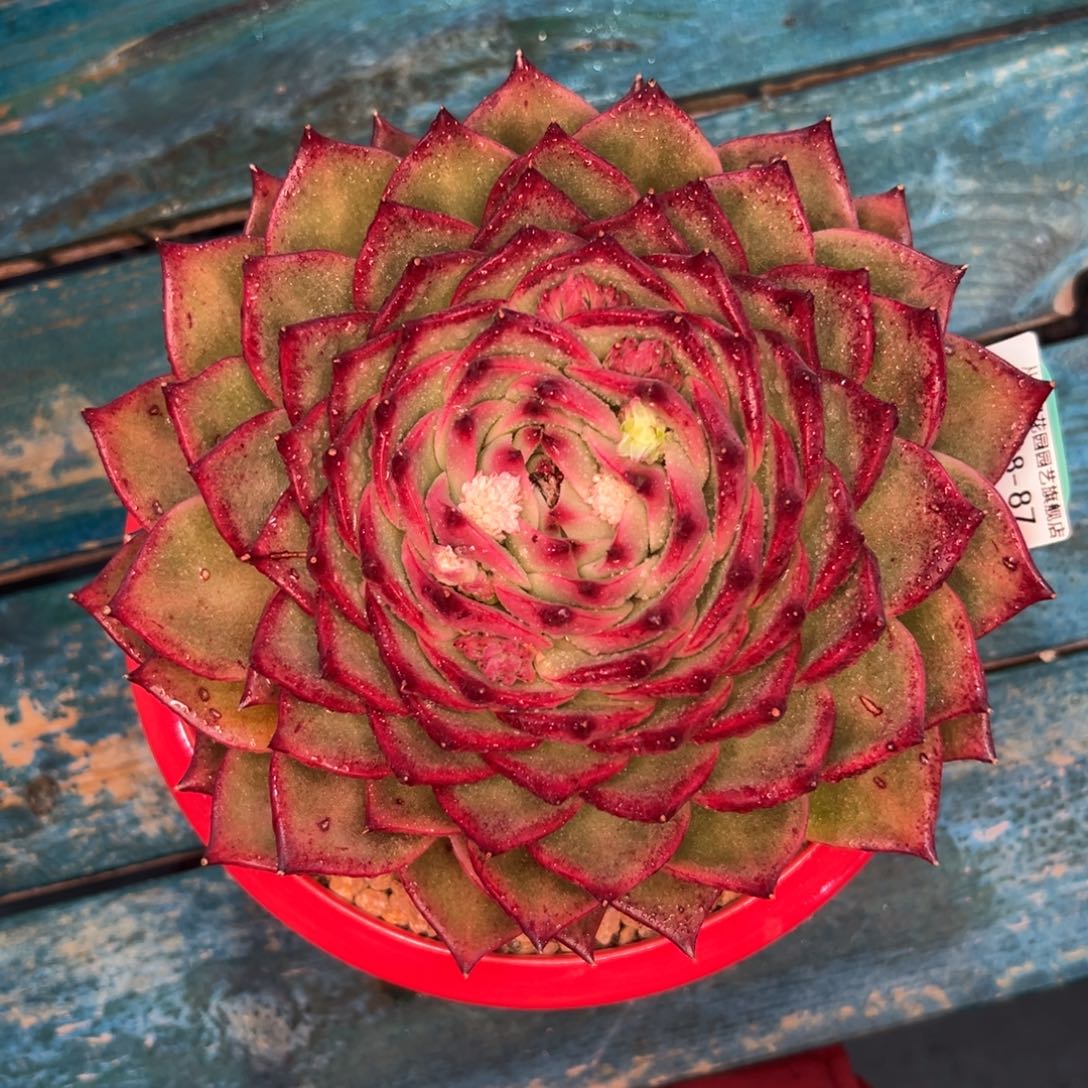 多肉一物一拍编号0208-87