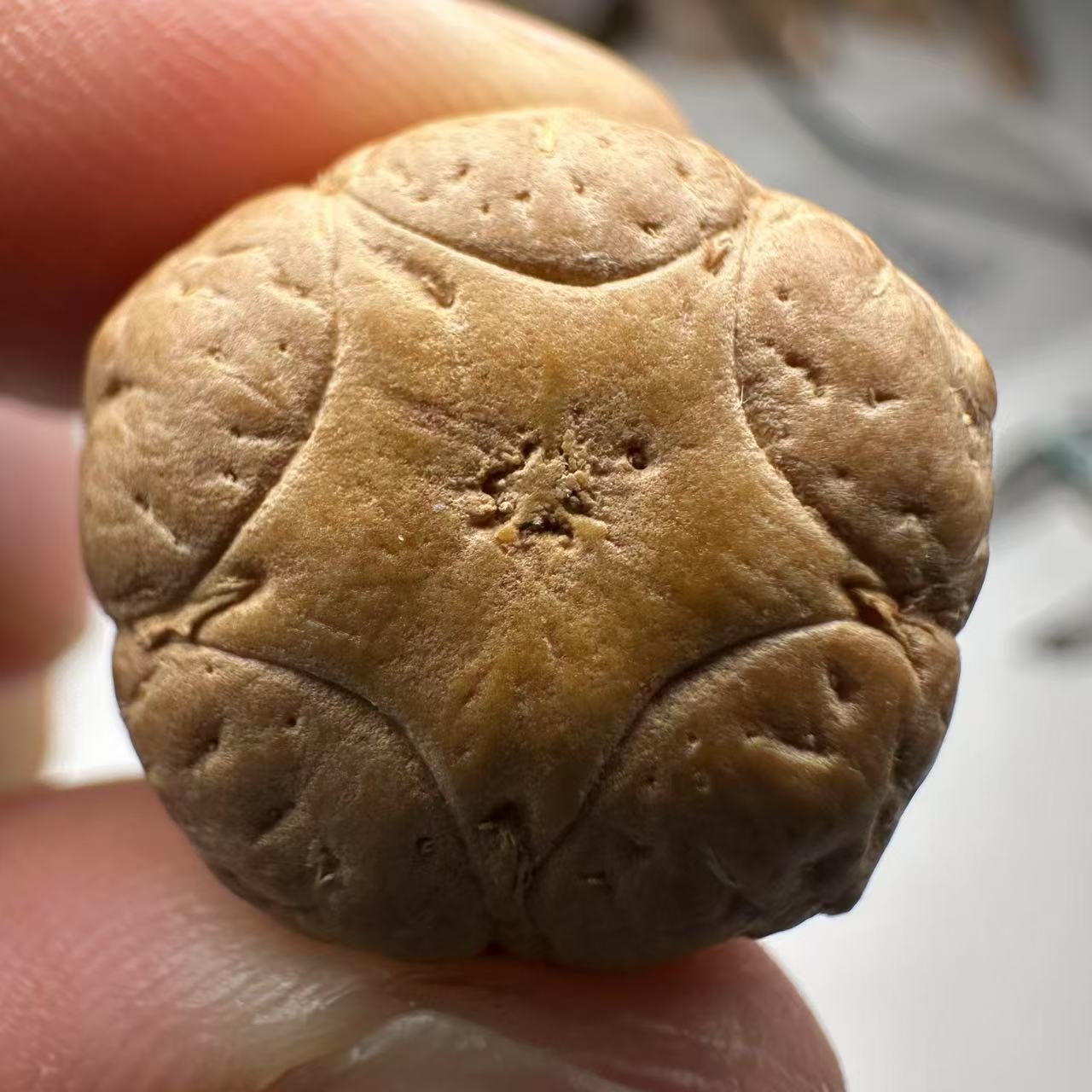 尼泊尔五星菩提，尺寸20，sss系列，货号44