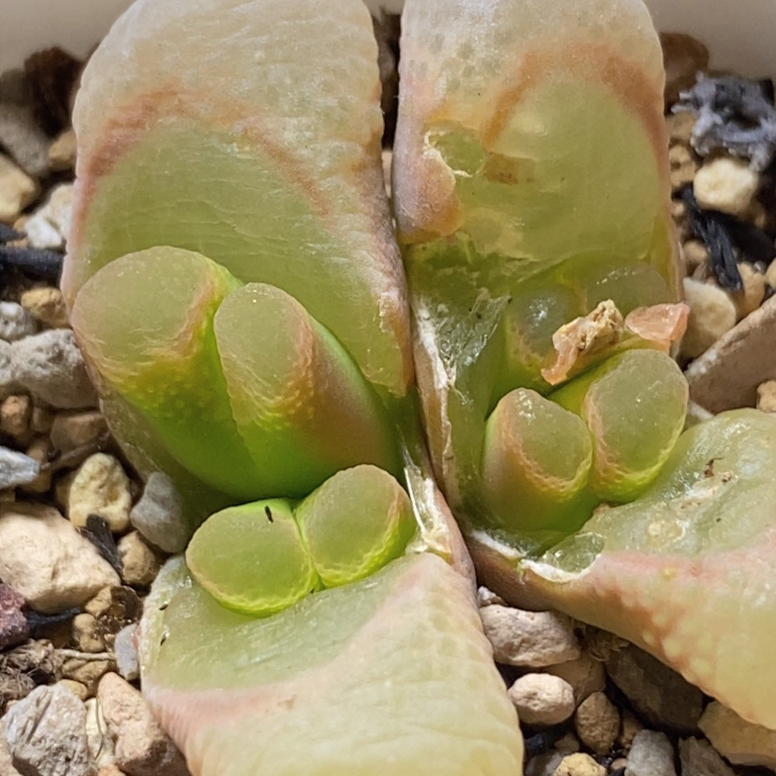 1453.9粉樱四头1453.9粉樱四头