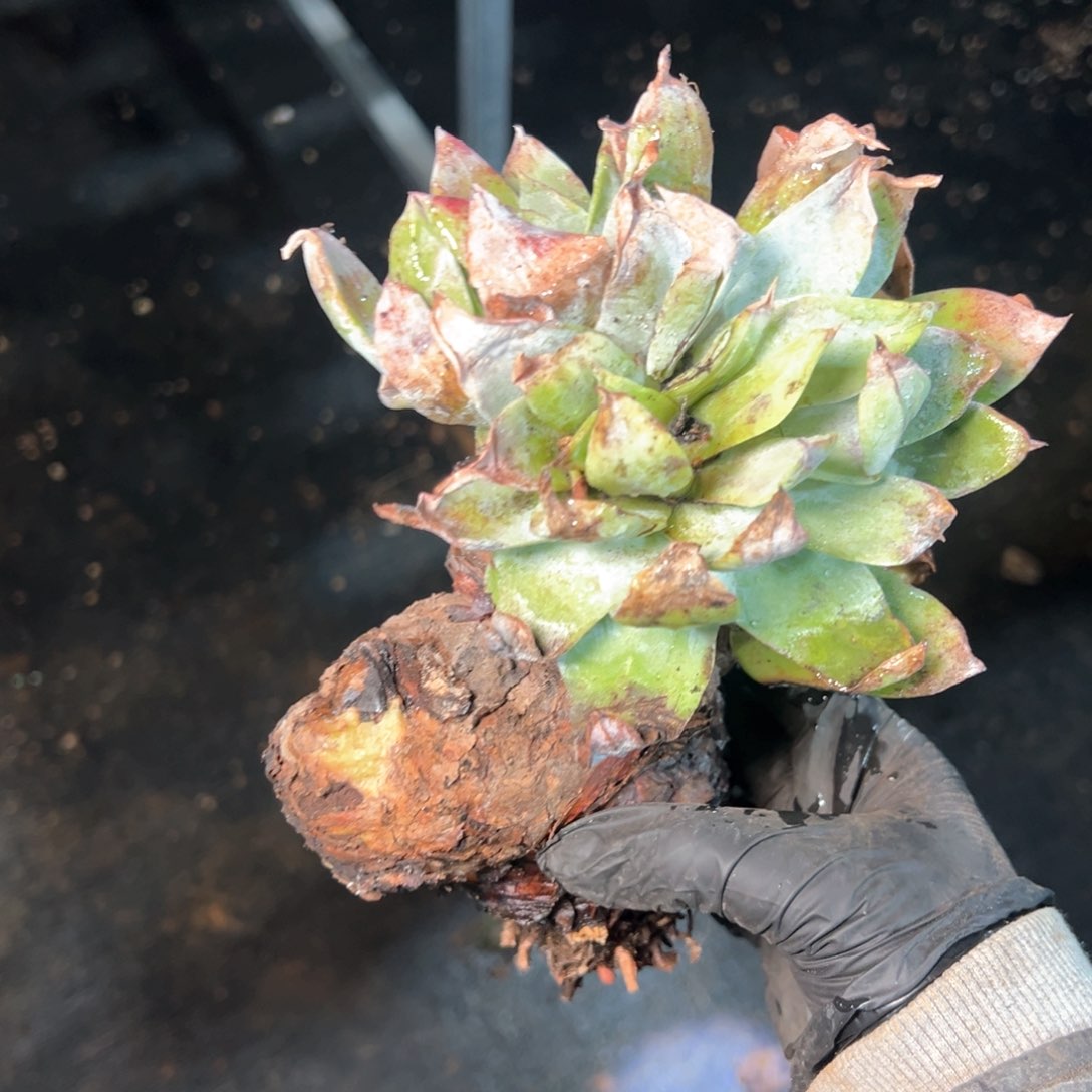 5872瑕疵福利哈哈哈哈