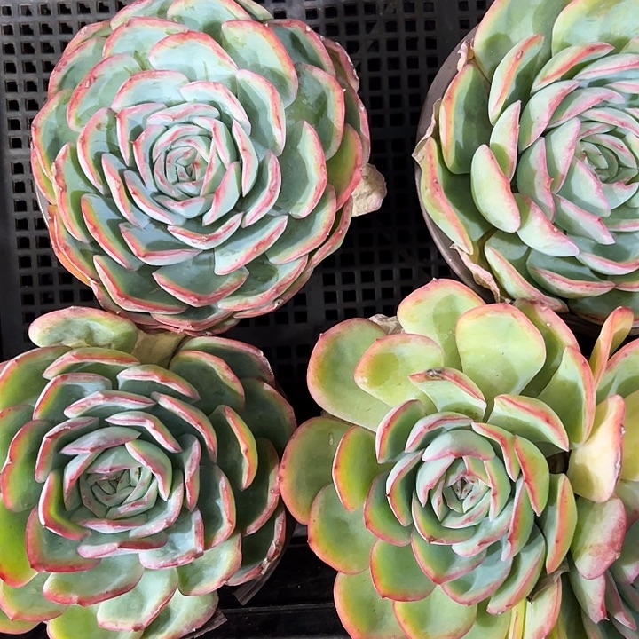 晨露处理两盆脱土