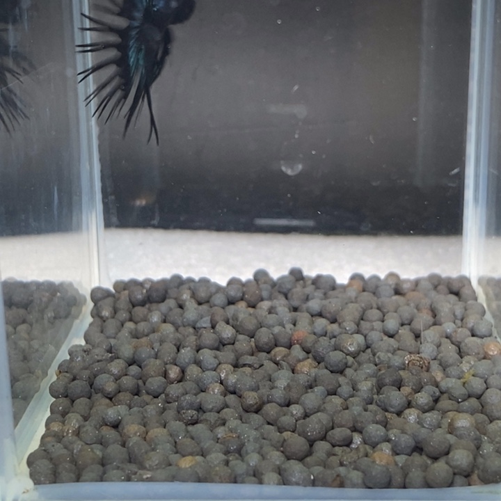 斗鱼泰国斗鱼152号