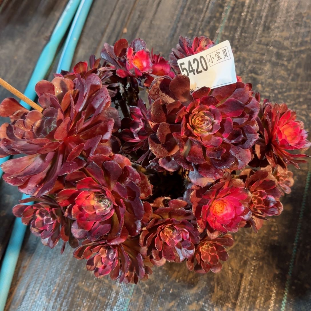 5420多肉烟花多肉多肉