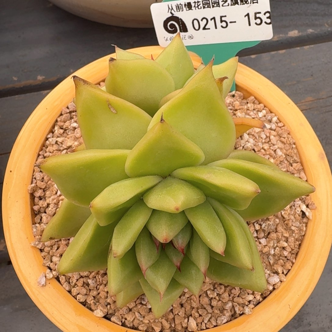 从前慢多肉精选编号0215.153