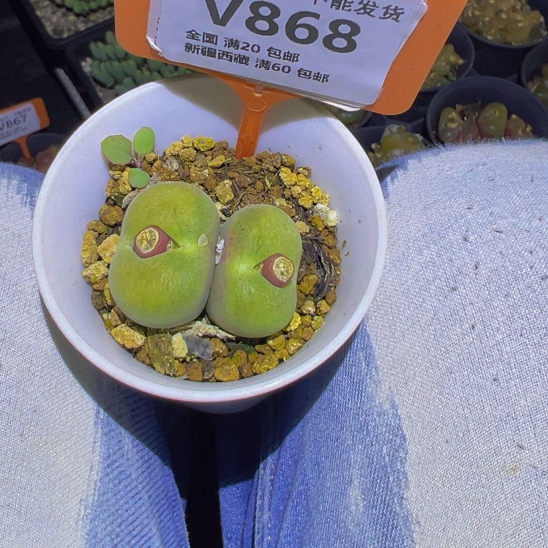 868 一物一拍，默认有伤，介意勿拍，不退不换